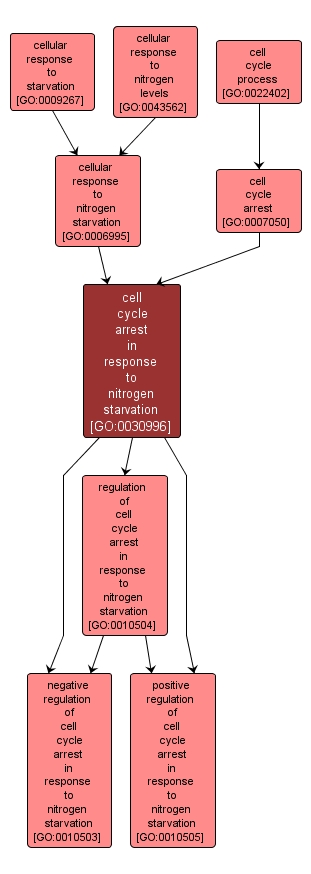 GO:0030996 - cell cycle arrest in response to nitrogen starvation (interactive image map)