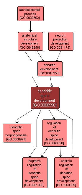 GO:0060996 - dendritic spine development (interactive image map)