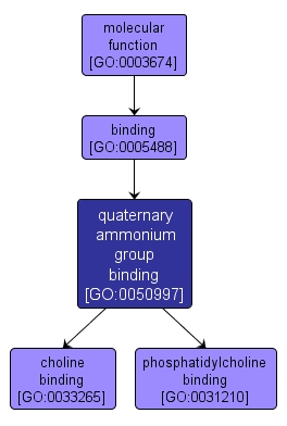 GO:0050997 - quaternary ammonium group binding (interactive image map)