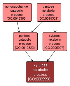 GO:0005998 - xylulose catabolic process (interactive image map)