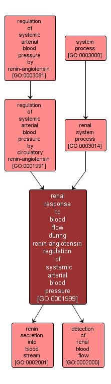 GO:0001999 - renal response to blood flow during renin-angiotensin regulation of systemic arterial blood pressure (interactive image map)