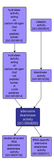 GO:0004000 - adenosine deaminase activity (interactive image map)