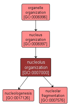 GO:0007000 - nucleolus organization (interactive image map)