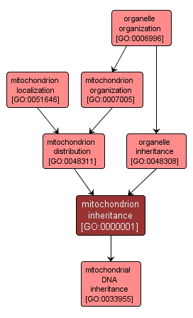 GO:0000001 - mitochondrion inheritance (interactive image map)