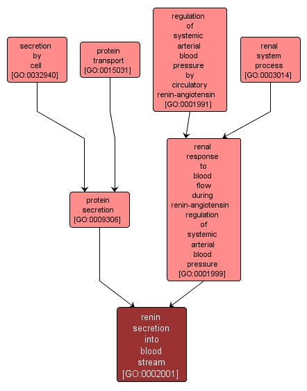 GO:0002001 - renin secretion into blood stream (interactive image map)