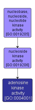 GO:0004001 - adenosine kinase activity (interactive image map)