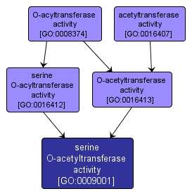 GO:0009001 - serine O-acetyltransferase activity (interactive image map)