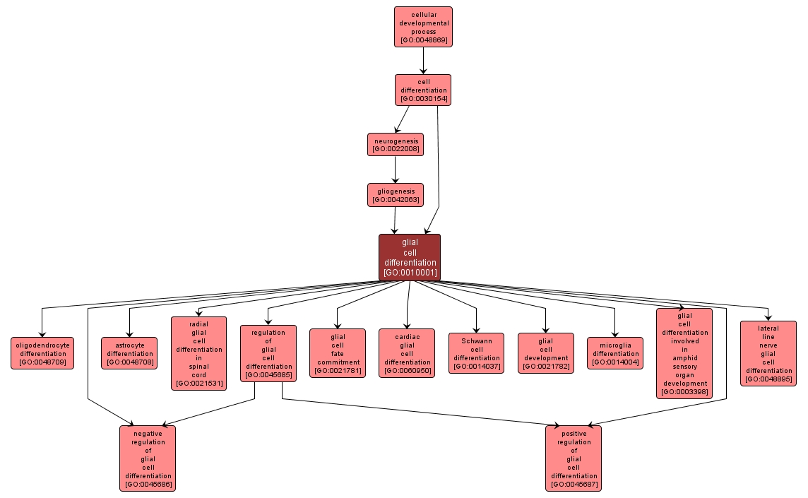 GO:0010001 - glial cell differentiation (interactive image map)