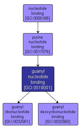 GO:0019001 - guanyl nucleotide binding (interactive image map)