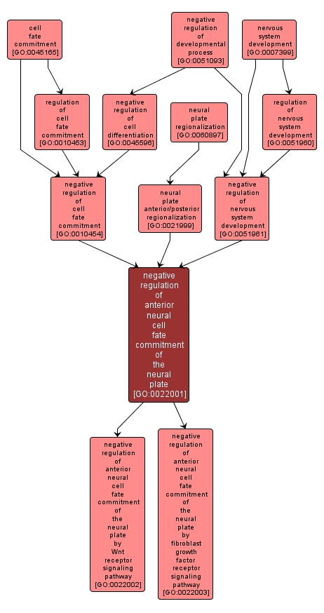 GO:0022001 - negative regulation of anterior neural cell fate commitment of the neural plate (interactive image map)