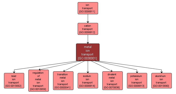 GO:0030001 - metal ion transport (interactive image map)