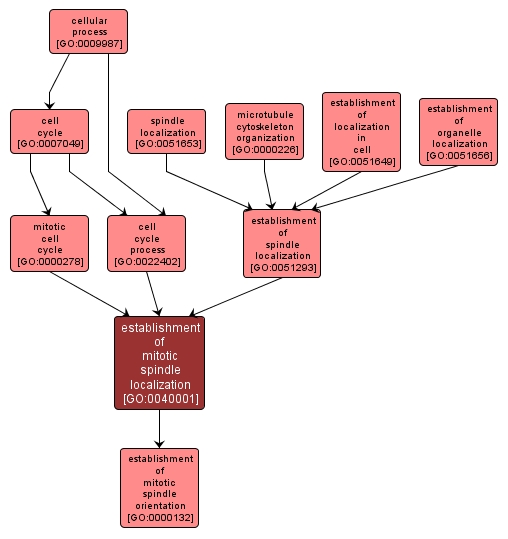 GO:0040001 - establishment of mitotic spindle localization (interactive image map)