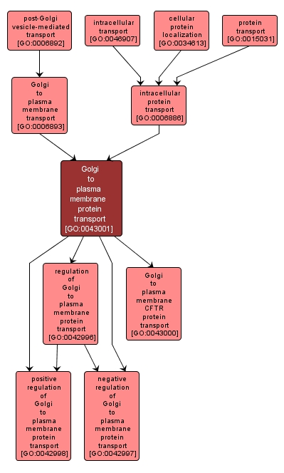 GO:0043001 - Golgi to plasma membrane protein transport (interactive image map)