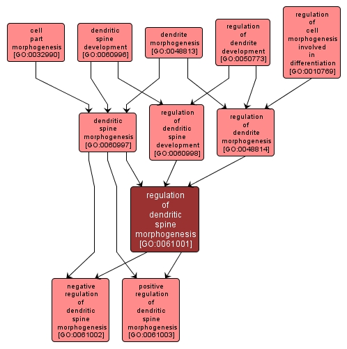 GO:0061001 - regulation of dendritic spine morphogenesis (interactive image map)