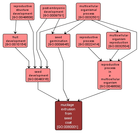 GO:0080001 - mucilage extrusion from seed coat (interactive image map)