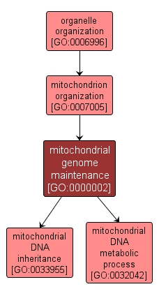 GO:0000002 - mitochondrial genome maintenance (interactive image map)