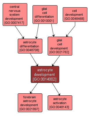 GO:0014002 - astrocyte development (interactive image map)