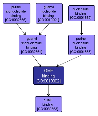 GO:0019002 - GMP binding (interactive image map)
