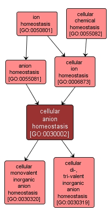GO:0030002 - cellular anion homeostasis (interactive image map)