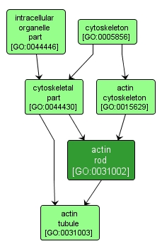 GO:0031002 - actin rod (interactive image map)