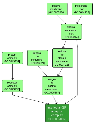GO:0032002 - interleukin-28 receptor complex (interactive image map)