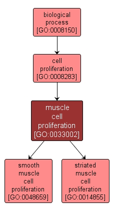 GO:0033002 - muscle cell proliferation (interactive image map)