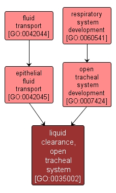 GO:0035002 - liquid clearance, open tracheal system (interactive image map)