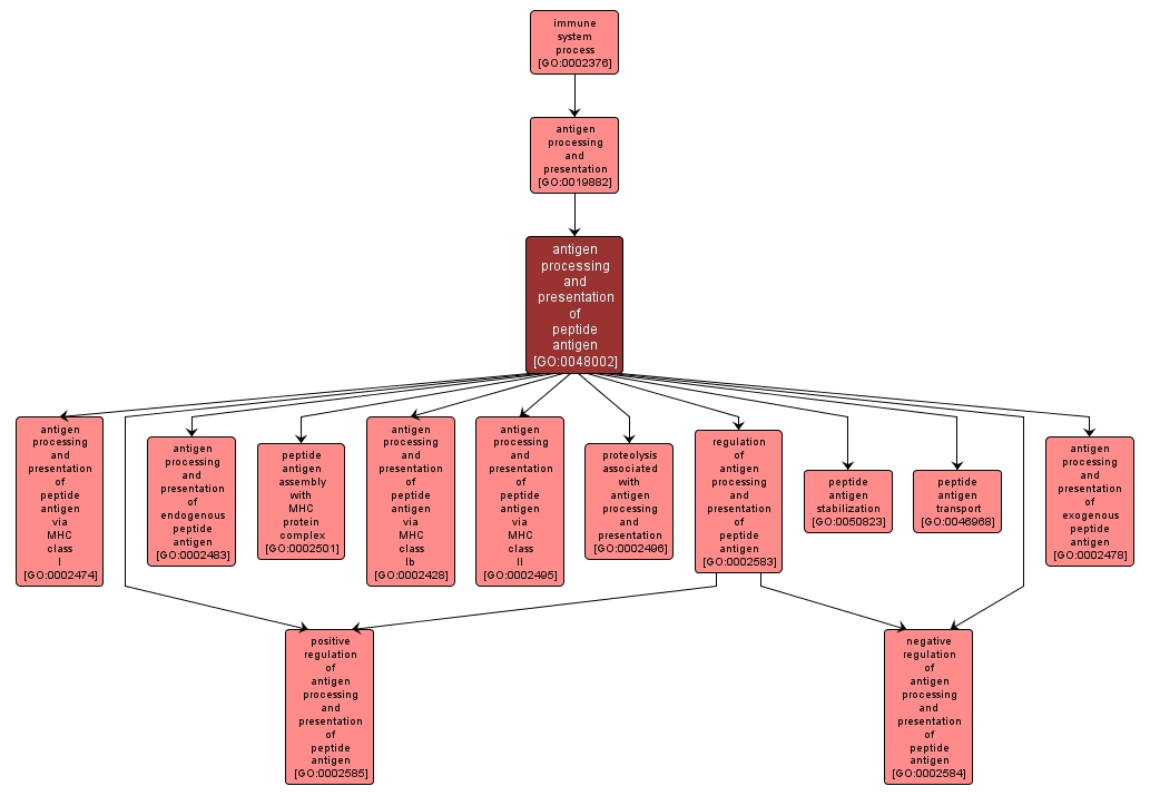 GO:0048002 - antigen processing and presentation of peptide antigen (interactive image map)