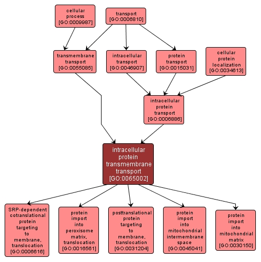 GO:0065002 - intracellular protein transmembrane transport (interactive image map)