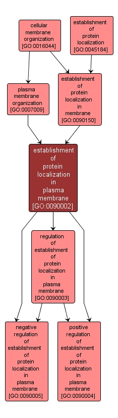 GO:0090002 - establishment of protein localization in plasma membrane (interactive image map)