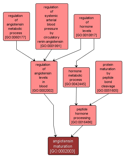 GO:0002003 - angiotensin maturation (interactive image map)