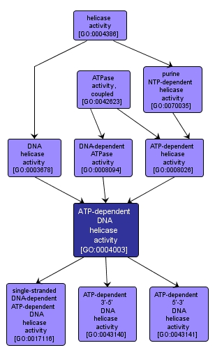 GO:0004003 - ATP-dependent DNA helicase activity (interactive image map)