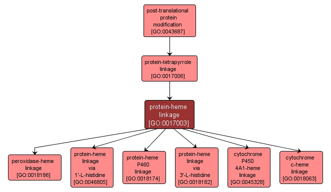 GO:0017003 - protein-heme linkage (interactive image map)