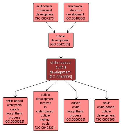 GO:0040003 - chitin-based cuticle development (interactive image map)