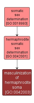 GO:0042003 - masculinization of hermaphrodite soma (interactive image map)