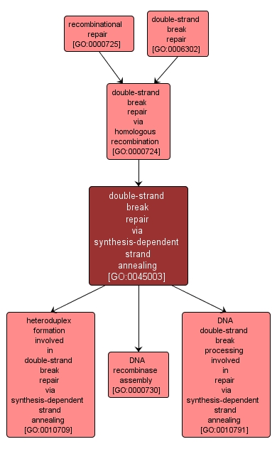 GO:0045003 - double-strand break repair via synthesis-dependent strand annealing (interactive image map)