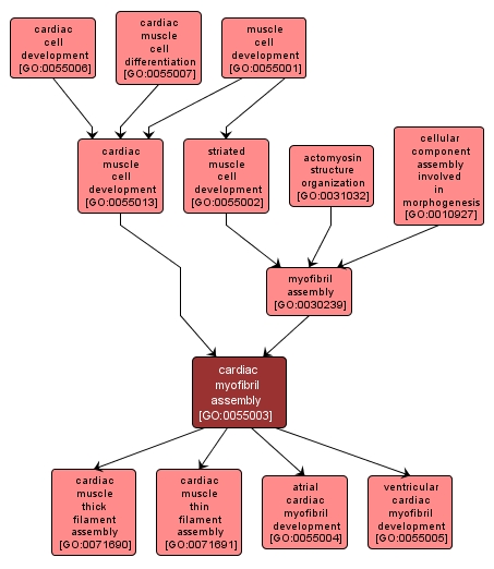 GO:0055003 - cardiac myofibril assembly (interactive image map)