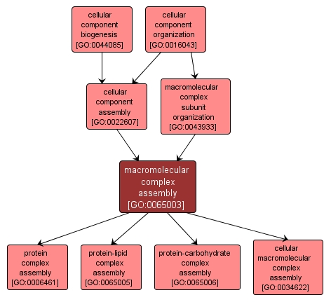 GO:0065003 - macromolecular complex assembly (interactive image map)