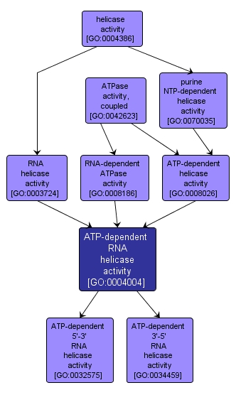 GO:0004004 - ATP-dependent RNA helicase activity (interactive image map)