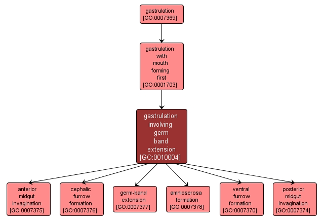 GO:0010004 - gastrulation involving germ band extension (interactive image map)