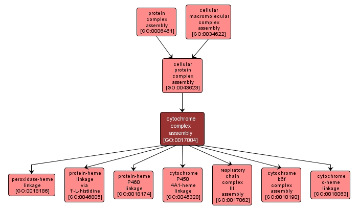 GO:0017004 - cytochrome complex assembly (interactive image map)