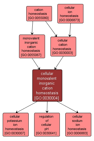GO:0030004 - cellular monovalent inorganic cation homeostasis (interactive image map)