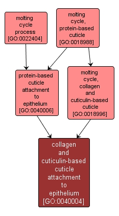GO:0040004 - collagen and cuticulin-based cuticle attachment to epithelium (interactive image map)