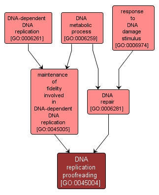 GO:0045004 - DNA replication proofreading (interactive image map)