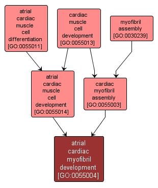GO:0055004 - atrial cardiac myofibril development (interactive image map)