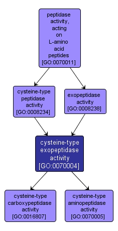 GO:0070004 - cysteine-type exopeptidase activity (interactive image map)