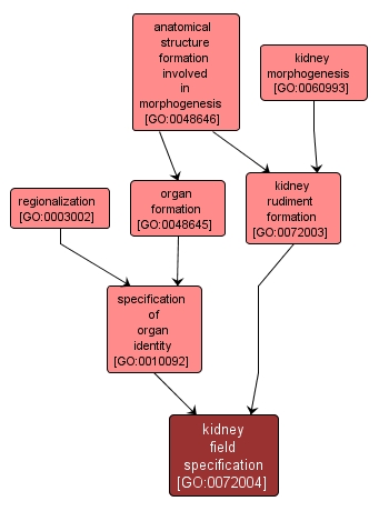 GO:0072004 - kidney field specification (interactive image map)