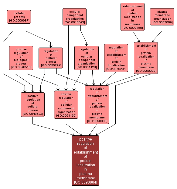 GO:0090004 - positive regulation of establishment of protein localization in plasma membrane (interactive image map)