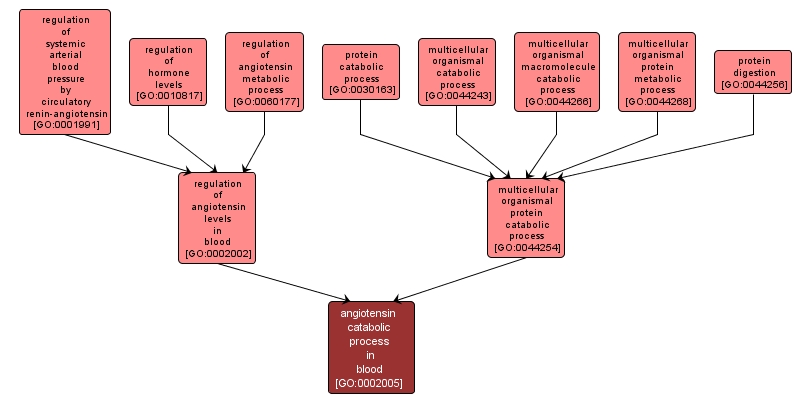 GO:0002005 - angiotensin catabolic process in blood (interactive image map)