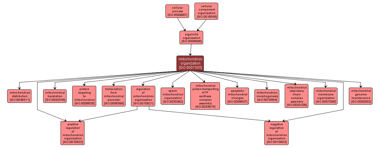 GO:0007005 - mitochondrion organization (interactive image map)